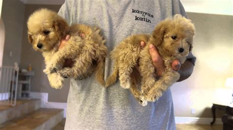 I am a specialized, quality breeder of puppies for sale in phoenix, az. Tropico Kennels F1B Tiny Toy & Micro Mini Goldendoodle ...