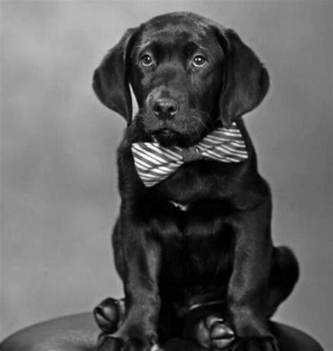 Get to know the chocolate labrador retriever aka chocolate labs — from brown labradors to female chocolate lab & puppies, a must read this color of labrador is (usually) a chocolate lab with a 'diluted' coat color that gives it a silver sheen. black lab puppy in a bow tie | Black labrador dog, Black lab puppies, Dogs wearing bow ties