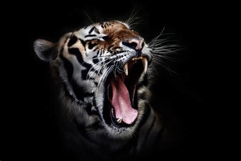 Animal Animal Photography Big Cat Close Up Tiger Wild Cat