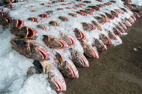 Overfishing Why It Matters And What You Can Do