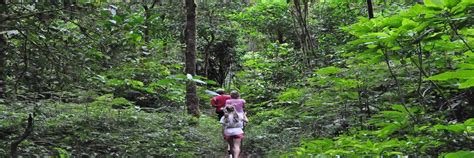 Bali Jungle Trekking Tour Bali Forest Trekking Tours