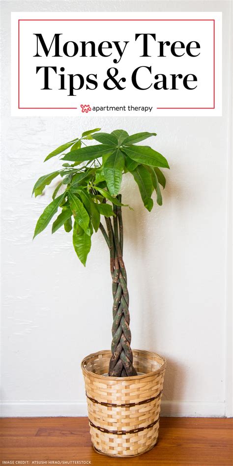 How to care for a guiana chestnut (money tree). Money Tree Plant Care - Growing Plants Indoors | Apartment Therapy