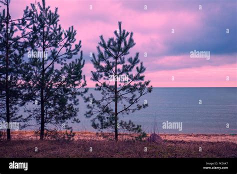 Pine Trees Near Sea Neringa Lithuania Stock Photo Alamy