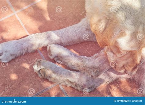 Dog With Fungus Disease Stock Photo Image Of Infection 159462020