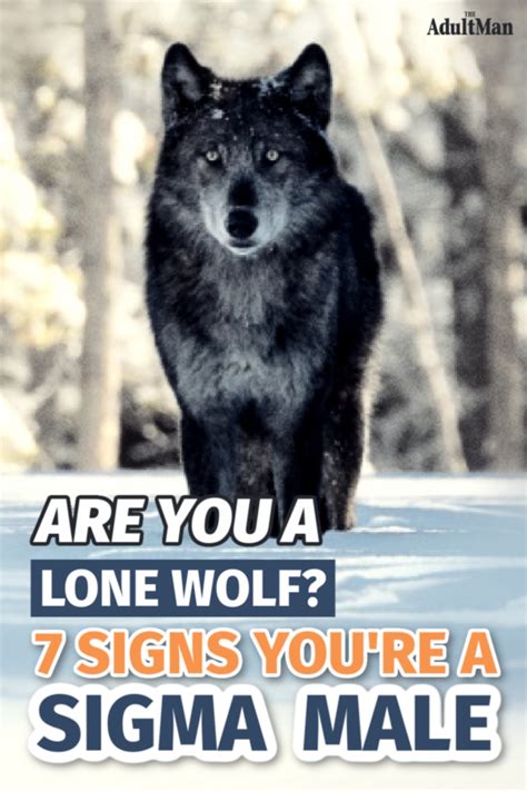 Understanding The Lone Wolf Are You A Sigma Male Sigma Male Alpha