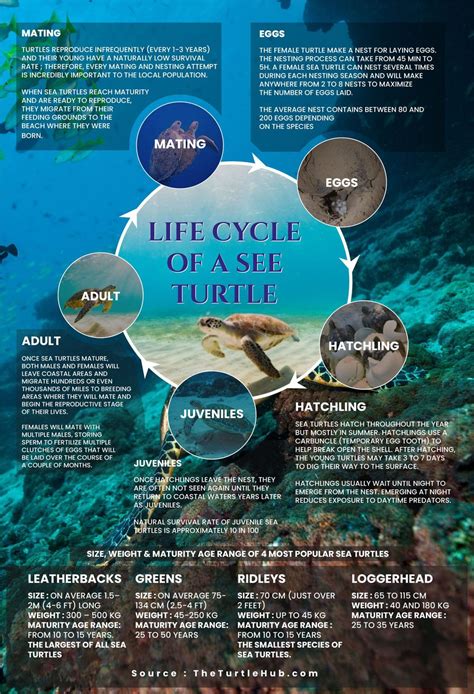 Sea Turtle Life Cycle Explained With Visual Infographic The Turtle Hub