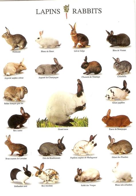 A Chart Of Some Rabbit Breeds Rabbit Breeds Pet Rabbit Care Pet