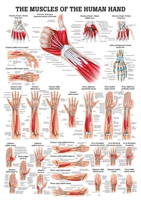 8 Best Hand Bones Anatomy Images On Pinterest Hand Bone Anatomy