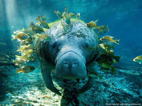 Interesting Facts About Manatees Just Fun Facts