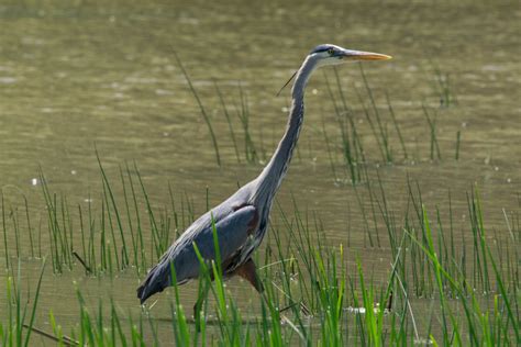 Great Blue Heron In A Marsh On Skitterphoto