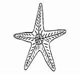 Starfish Coloring Coloringcrew sketch template