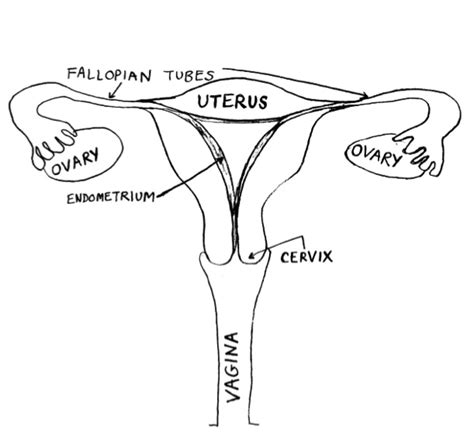 Female Reproductive Anatomy University Of Colorado OB GYN