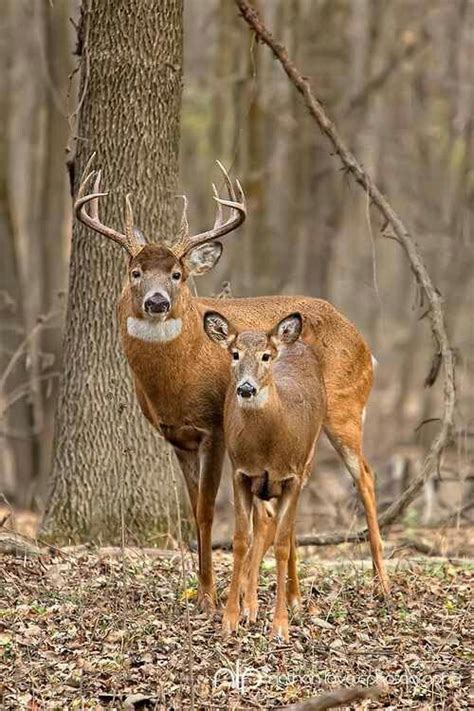 Whitetail Buck Follows His Doe Closely Find The Doe And Youll Find