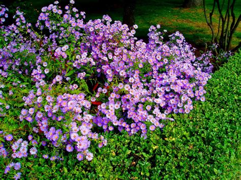 Terbaru 14 Foto Bunga Hutan Gambar Bunga Indah