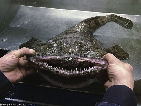 Russian Fisherman Reveals His Strange Deep Sea Catches Daily Mail Online