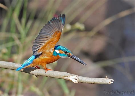 Flyin Colors Small Blue Kingfisher Kingfisher Wildlife Wildlife