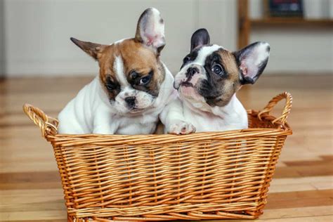 How Much Does A French Bulldog Cost 2024 Price Guide