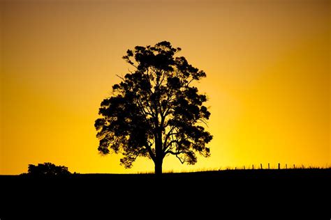 Lone Tree Sunset A Lone Tree Silouetted During A World Cla Flickr
