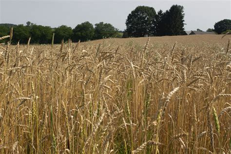Benefits Of Small Grains In An Organic Crop Rotation Ecofarming Daily