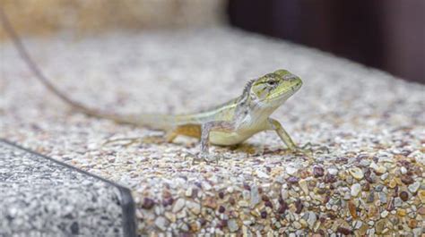 These twisty pets are surprisingly easy to care for—with gentle treatment, they're. Helpful Tips to Ensure Your Lizard Pet Enjoys a Healthy ...
