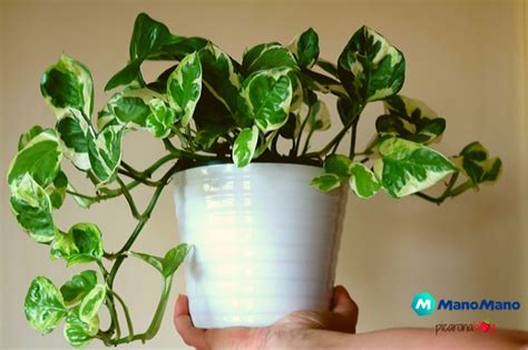 È una pianta facile da coltivare che non 4. 5 piante pendenti da interno per la tua casa - Mani all'opera