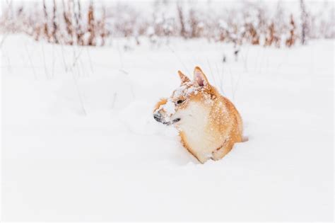 Premium Photo Brown Pedigreed Dog Playing With Snow On A Field Shiba