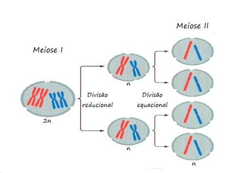 Meiose A Divisão Que Multiplica Células Ponto Biologia