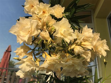 Żółty Pachnący Oleander Luteum Plenum Brzeznica K Skawiny Kup Teraz