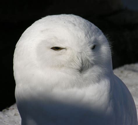 Snowy Owl Funny Owls Owl Snowy Owl