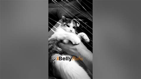 Shyz Loves Belly Rubs Cat Belly Rubs Cats Cactusjeff Youtube