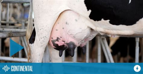 Sanidad Animal Con Biogénesis Bagó Terapia De Secado De Vacas Lecheras