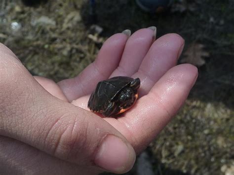 Talks And Treks Vernal Pool Exploration Finger Lakes Land Trust