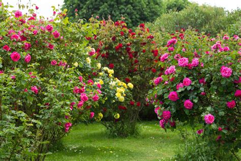Win A Rose Bush Plant From Local Club Lifestyles