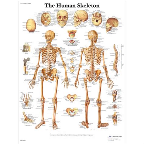 3b Scientific Human Skeleton Anatomical Chart Ceilblue