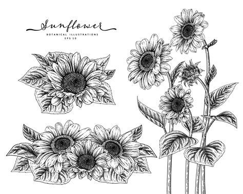 Vector Drawing Of Sunflower In Two Versions Black And White And Color