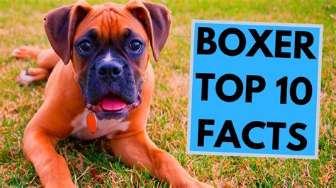 Boxer Dog Breed Top 10 Interesting Facts Youtube