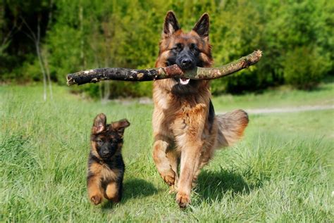 10 Facts You Didnt Know About The German Shepherd