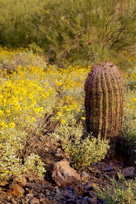 *when viewing the blooms, take only pictures. Report those Arizona desert wild flowers for community ...