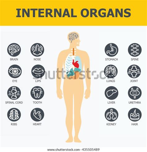 Internal Organs Set Medical Infographic Icons Stock Vektor Royaltyfri