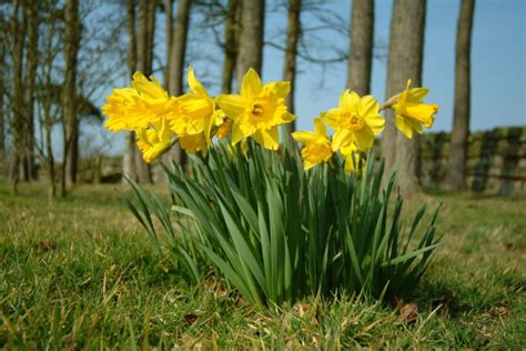 Check spelling or type a new query. free images daffodils - Clipground