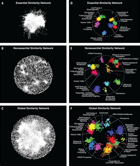 A Global Genetic Interaction Network Maps A Wiring Diagram Of Cellular