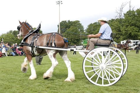 Clydesdale Pulling Cart In Competition Editorial Image Image Of