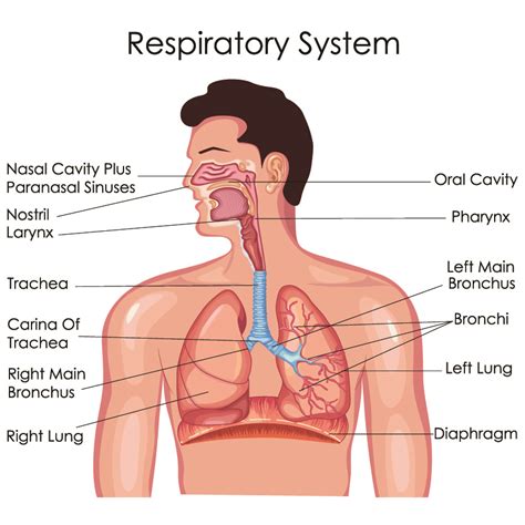 Respiratory System Simple Explanation