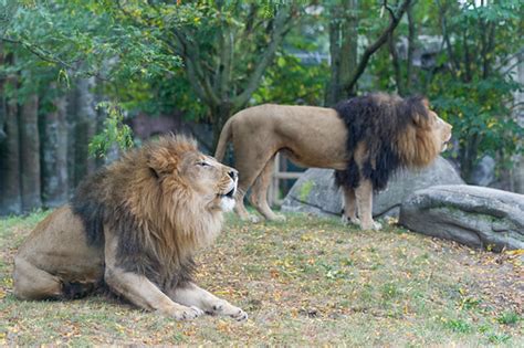 Two Lions Roaring Eric Kilby Flickr