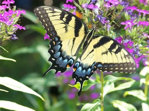 The Ultimate Guide To Planting A Butterfly Garden Eco Snippets