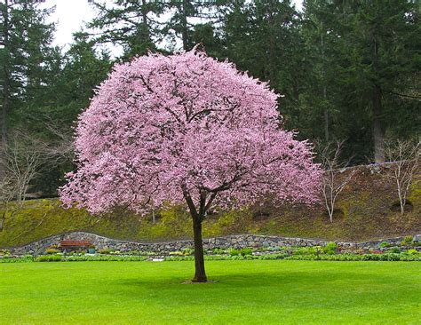 Flowering Plum Love The Contrast Flowering Plum Tree Plum Tree