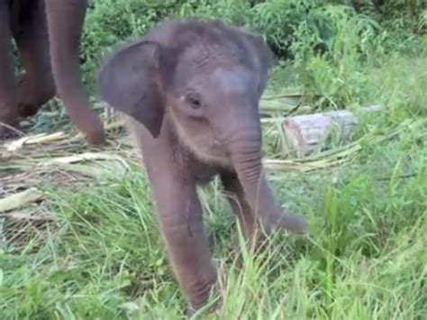 Afternoon Palate Cleanser Baby Elephant Learns To Use Her Trunk Sfist