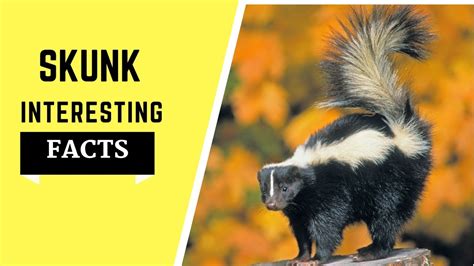 Skunk Facts For Kids All Info Such As Habitat Spray Diet Baby Youtube