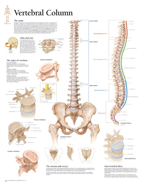 Human Spinal Anatomy Chart