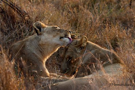 Sisterly Love Photograph By Sarah Lalonde Fine Art America